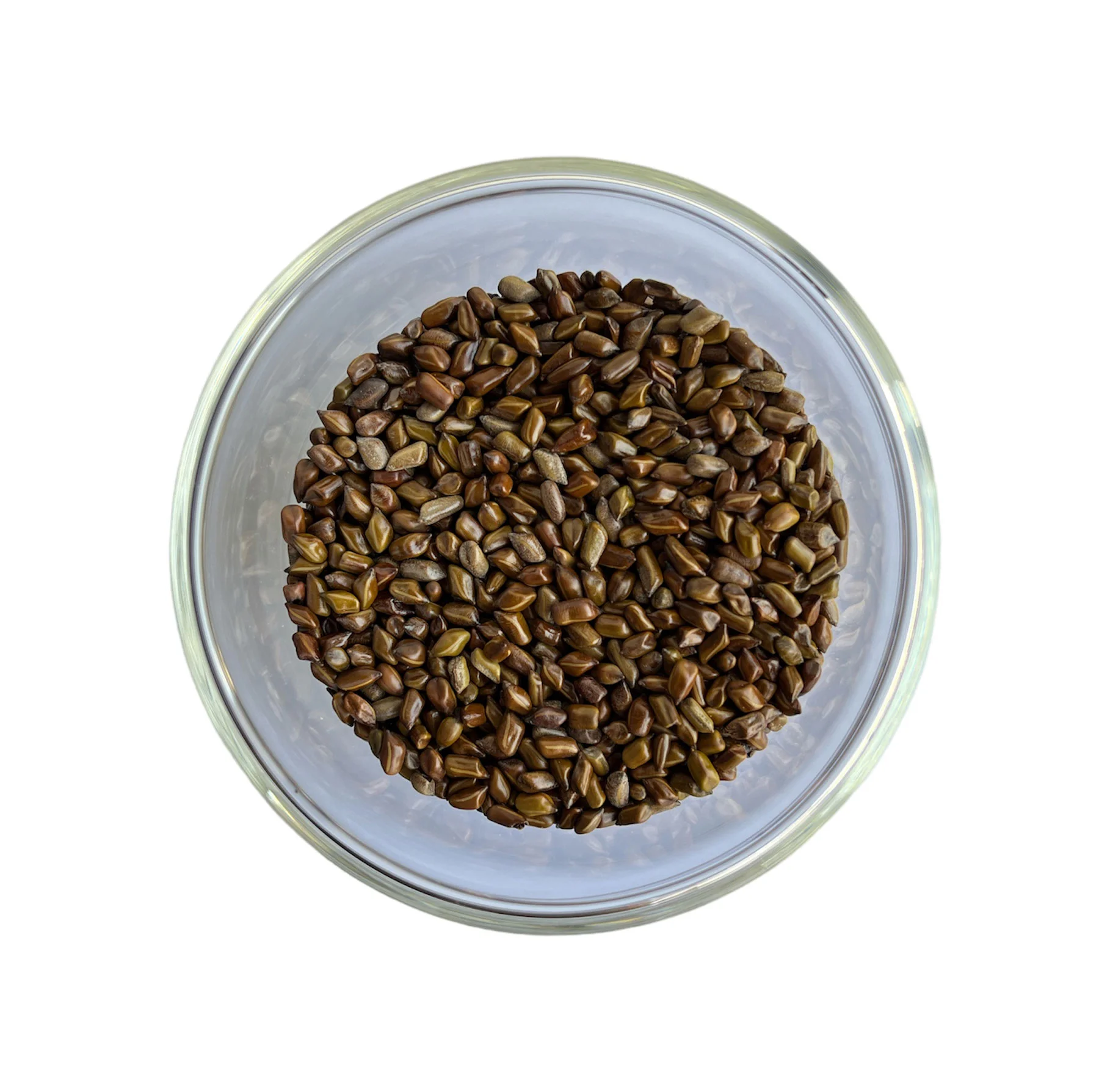 Cassia Tora Seed